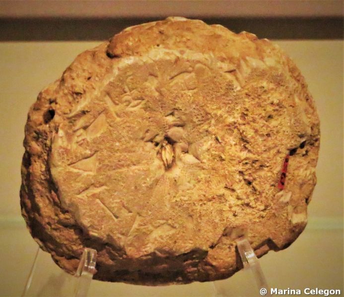 Un fossile … per la vita eterna, di Marina Celegon.